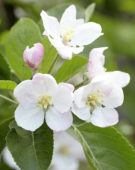 Malus domestica Santana ® Malus domestica Santana ®