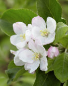 Malus domestica Santana ® Malus domestica Santana ®