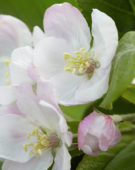 Malus domestica Santana ® Malus domestica Santana ®