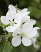 Malus domestica Santana ® Malus domestica Santana ®