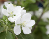 Malus domestica Santana ® Malus domestica Santana ®