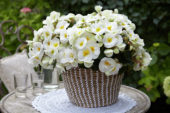 Begonia Sunny White ® Begonia Sunny White ®
