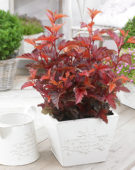 Physocarpus opulifolius Little Angel®