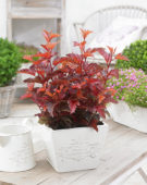 Physocarpus opulifolius Little Angel®