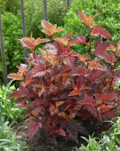 Physocarpus opulifolius Little Angel®