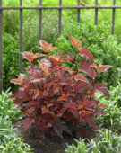 Physocarpus opulifolius Little Angel®