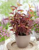 Physocarpus opulifolius Little Angel®