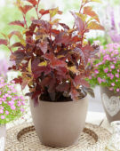 Physocarpus opulifolius Little Angel®