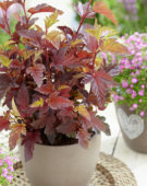 Physocarpus opulifolius Little Angel®