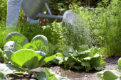 Watering vegetable garden