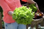 Harvested lettuce
