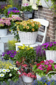 Annuals and perennials on pots