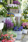Annuals and perennials on pots