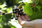 Picking blackcurrants