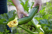 Harvesting courgette