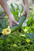 Harvesting courgette