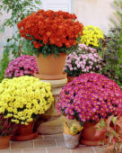 Chrysanthemum mixed