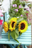 Sunflowers on summer patio
