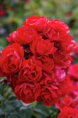 Rosa Resonanz