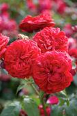 Rosa Out of Rosenheim
