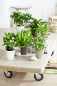 Indoor plant collection