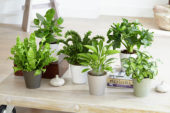 Indoor plant collection