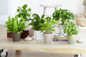 Indoor plant collection