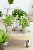 Indoor plant collection