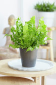 Asplenium nidus Crispy Wave