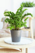 Nephrolepis exaltata Emina Dragon Tail