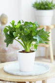 Philodendron Atom