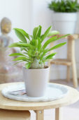 Hydnophytum