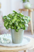 Syngonium Pixie