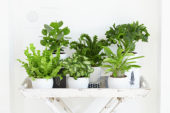 Indoor plant collection
