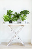 Indoor plant collection