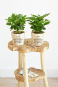 Coffea arabica
