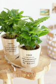 Coffea arabica