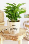 Coffea arabica