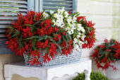 Begonia Beauvilia red, white