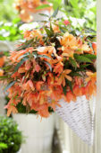 Begonia boliviensis Beauvilia Salmon