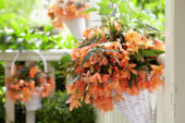 Begonia boliviensis Beauvilia Salmon
