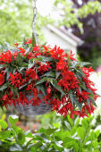 Begonia boliviensis Beauvilia Red
