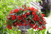 Begonia boliviensis Beauvilia Red