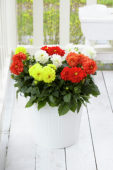 Dahlia Dahlietta Surprise mix
