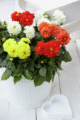 Dahlia Dahlietta Surprise mix