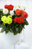 Dahlia Dahlietta Surprise mix