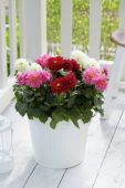 Dahlia Dahlietta Surprise mix
