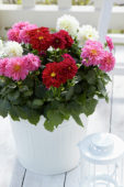 Dahlia Dahlietta Surprise mix