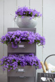 Campanula portenschlagiana