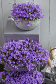 Campanula portenschlagiana